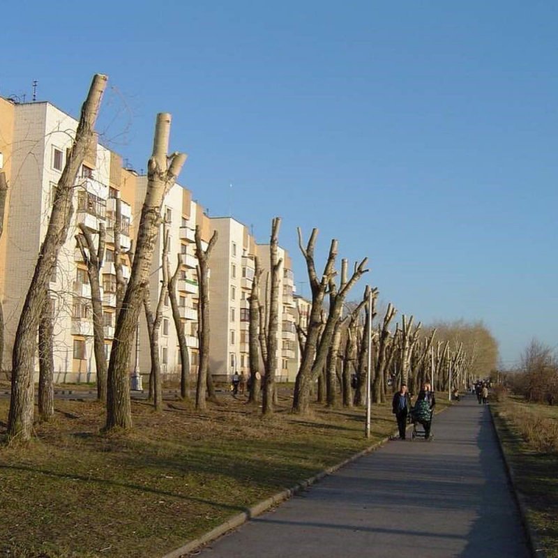 Тополь Московский