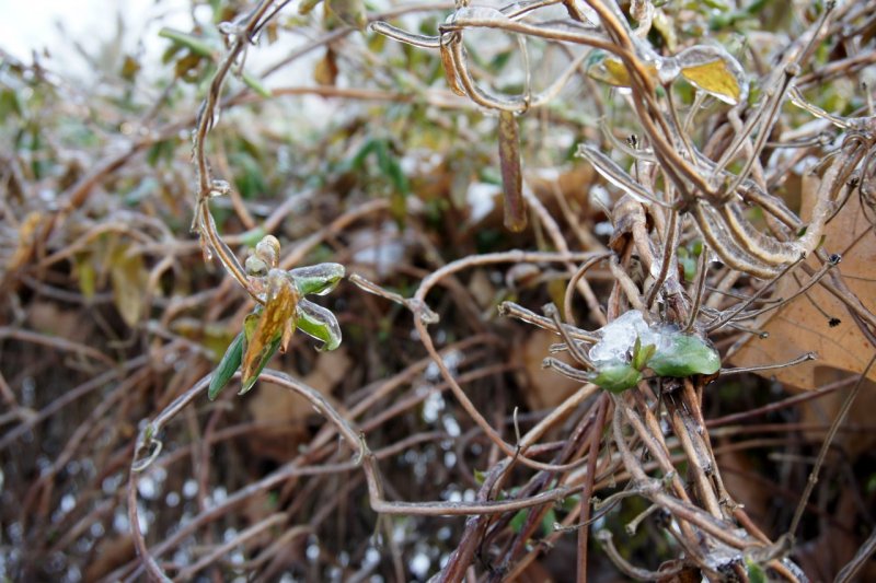 Жимолость Джеральда (Lonicera giraldii)