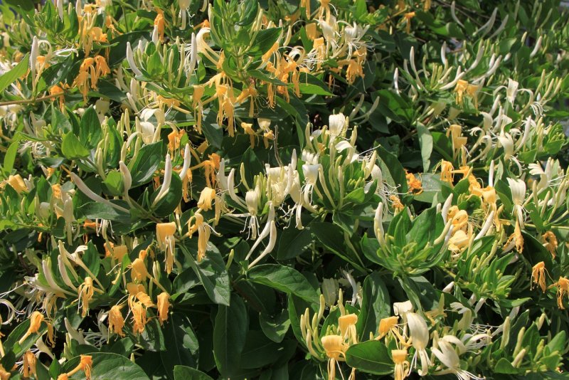 Жимолость блестящая (Lonicera nitida)