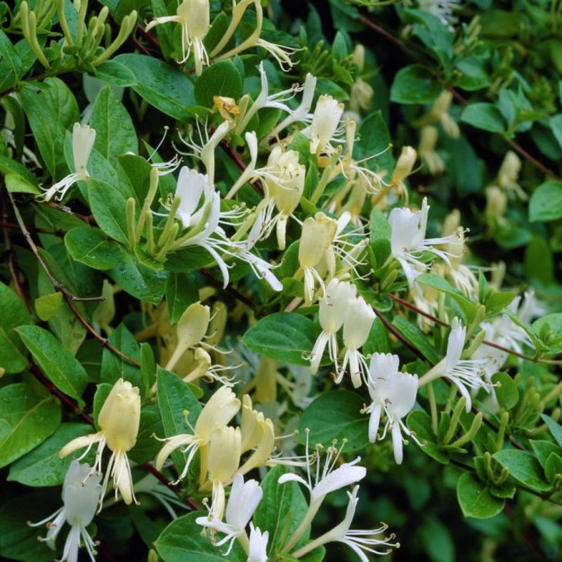 Lonicera floribunda