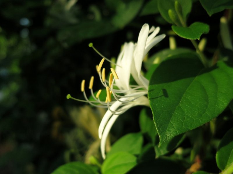 Жимолость Джеральда (Lonicera giraldii)