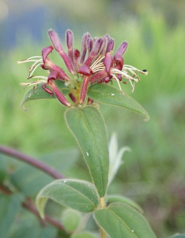 Lonicera henryi жимолость Генри