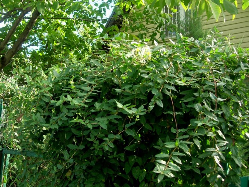 Жимолость Джеральда (Lonicera giraldii)