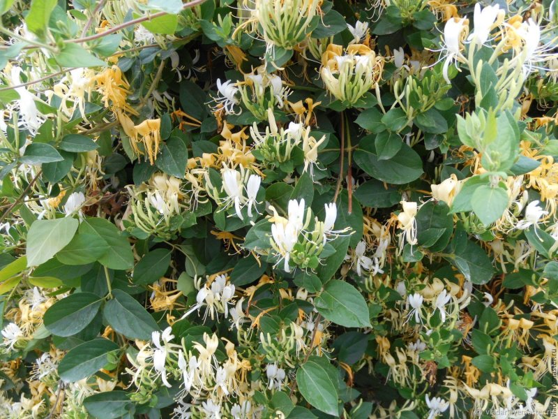 Acuminata жимолость