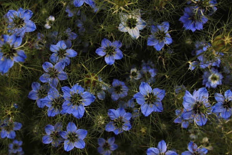 Нигелла посевная (Nigella Sativa)