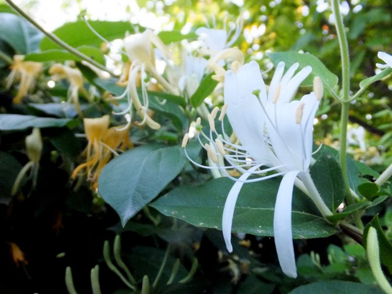 Жимолость Джеральда (Lonicera giraldii)