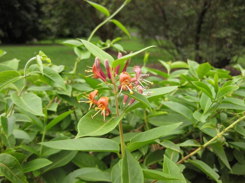 Lonicera henryi