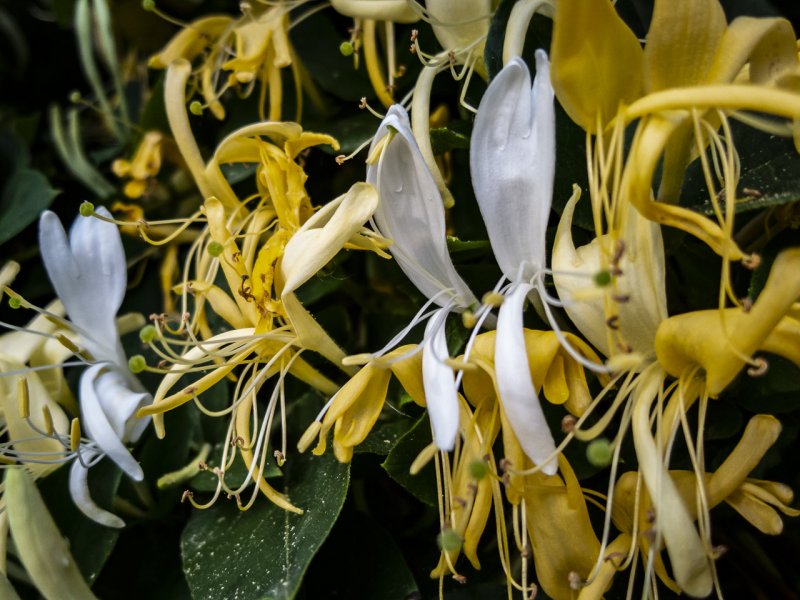 Lonicera japonica жимолость