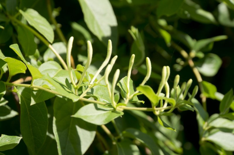 Жимолость Джеральда (Lonicera giraldii)