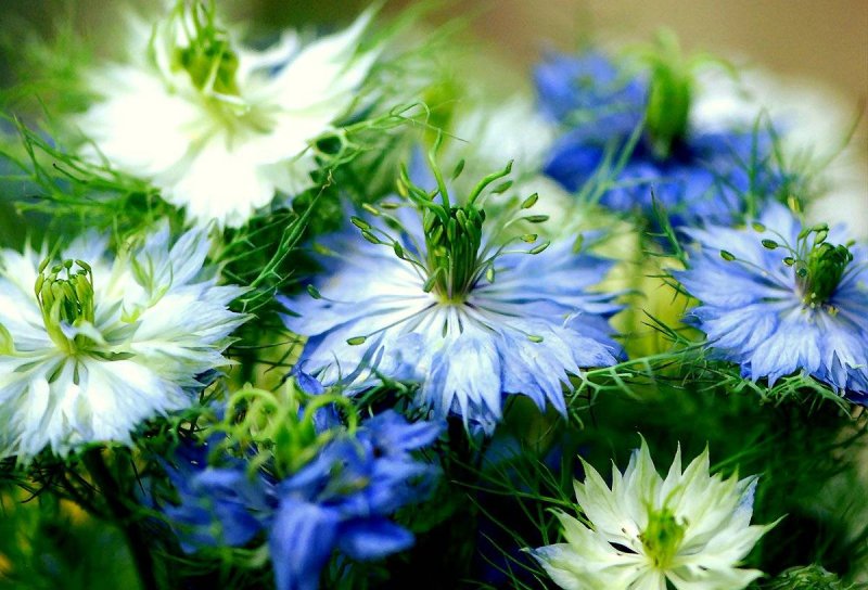 Nigella Damascena l. нигелла дамасская