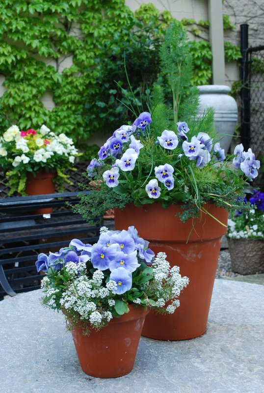 Анютины глазки (Viola Tricolor)