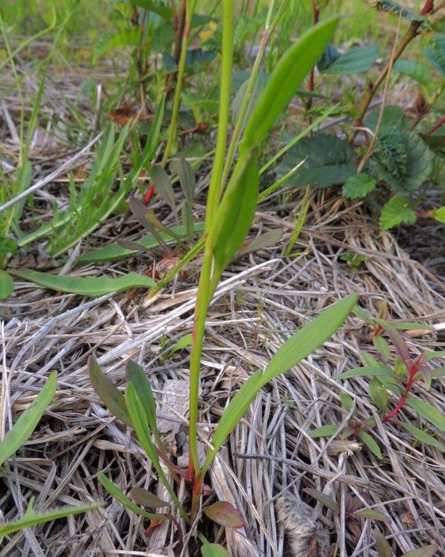 Rumex salicifolius