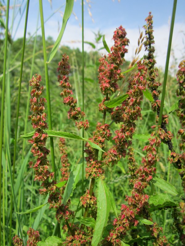 Щавель обыкновенный Rumex acetosa