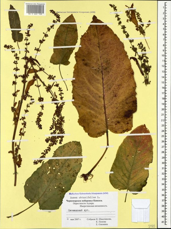 Rumex obtusifolius