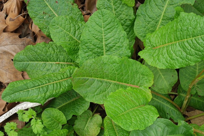 Rumex obtusifolius
