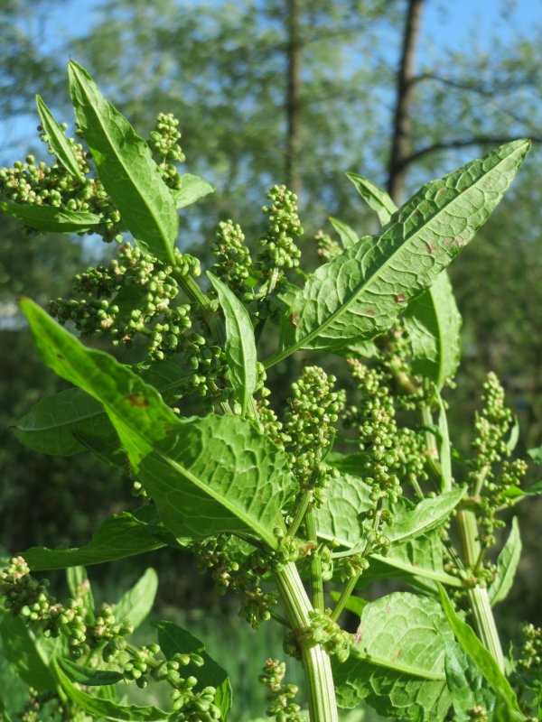 Rumex obtusifolius Росток