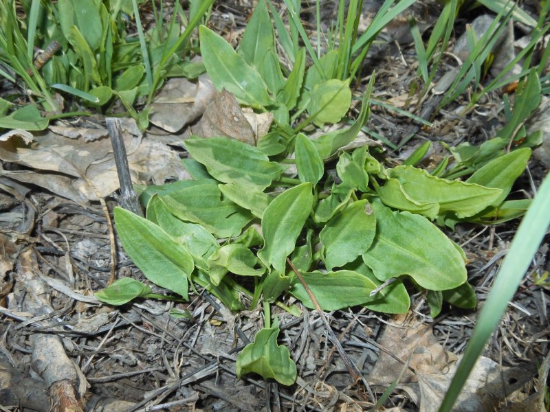 Rumex hydrolapathum HUDS