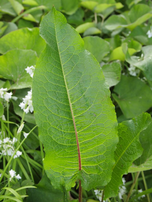 Rumex obtusifolius Росток