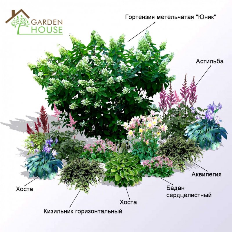 План цветника с гортензией