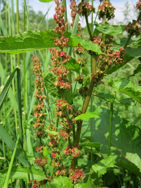 Щавель конский (Rumex confertus)