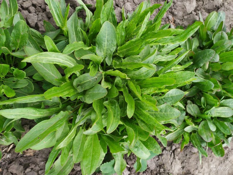 Стевия Rumex patientia