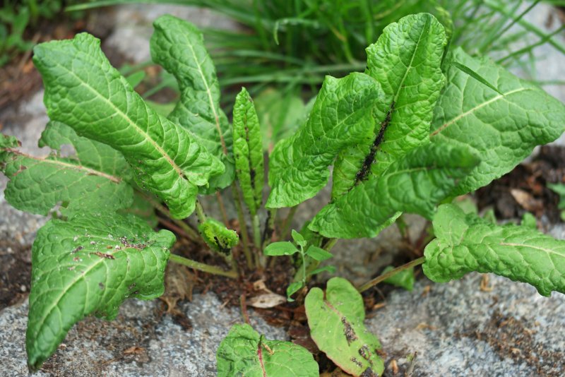 Rumex conglomeratus