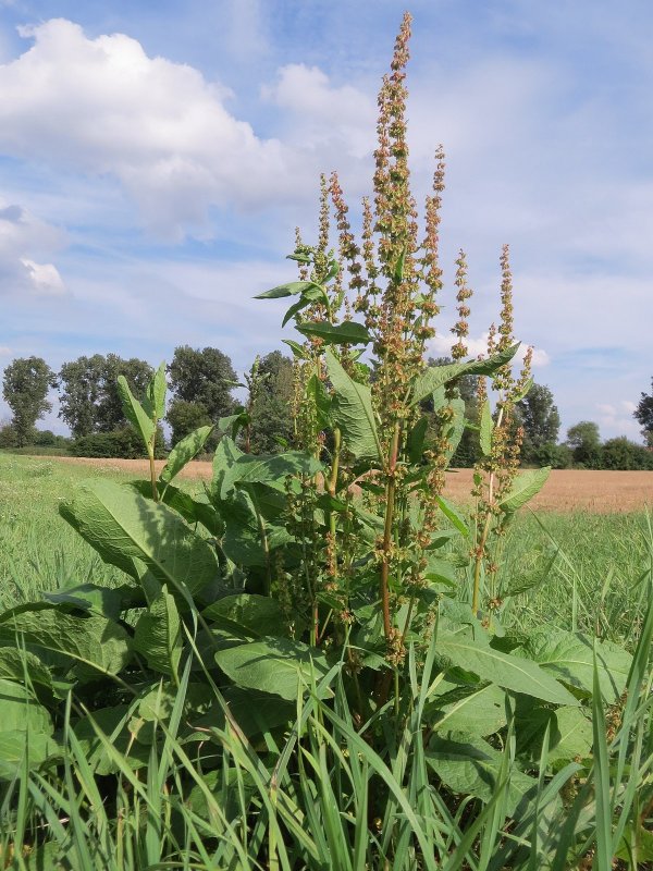Rumex Alpinus