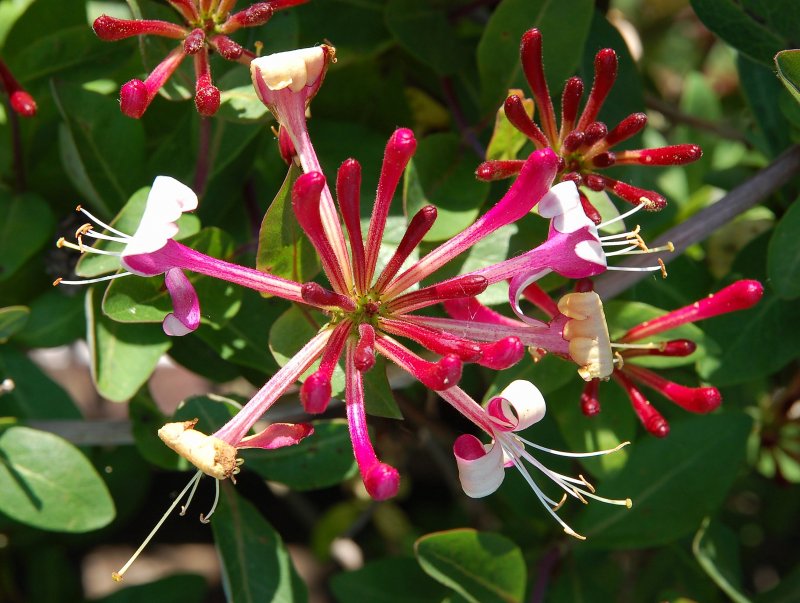Жимолость Маака - Lonicera maackii