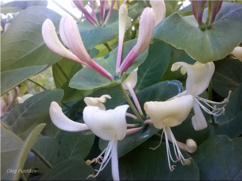 Жимолость Татарская rosea