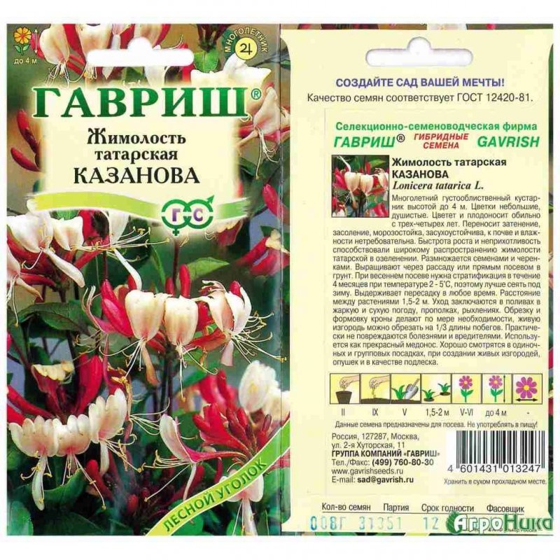 Жимолость Татарская Казанова