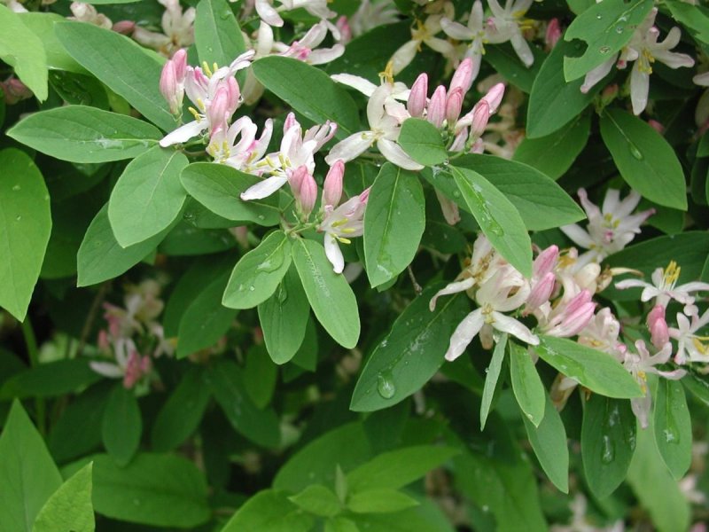 Honeysuckle Lonicera tatarica с оранжевыми цветами
