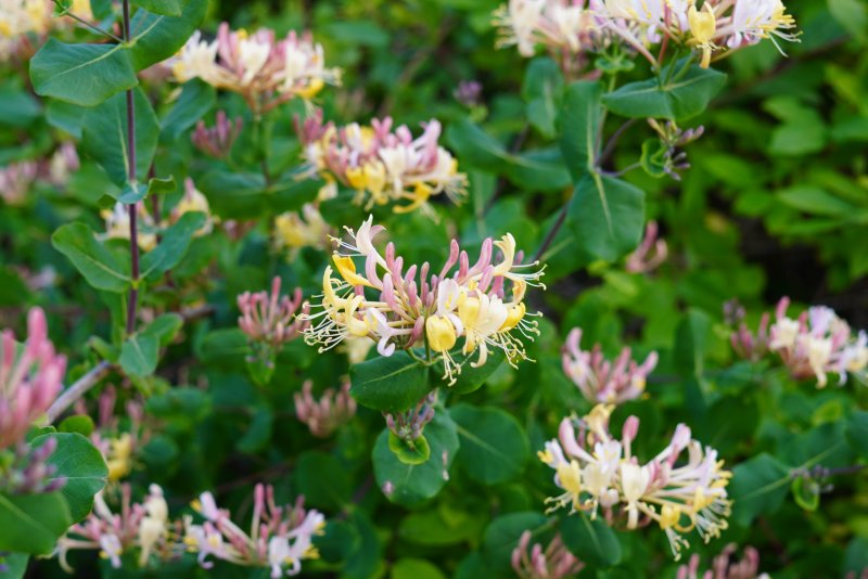 Lonicera tatarica