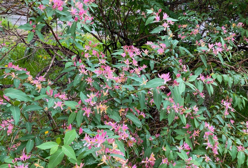 Lonicera tatarica жимолость Татарская