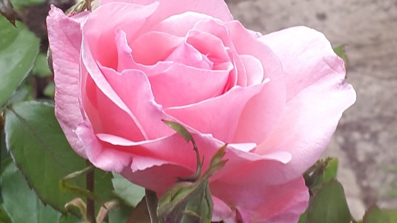 Parfum-Royal-Climbing роза