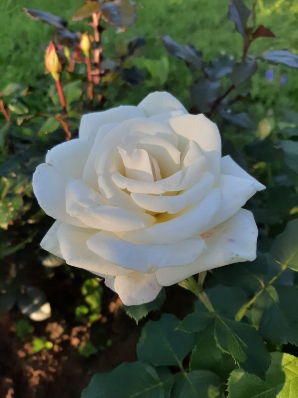Роза Модерн Сентинел