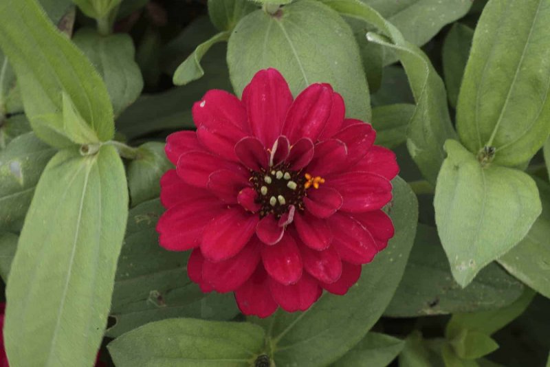 Цинния изящная (Zinnia elegans) "Dreamland f1"