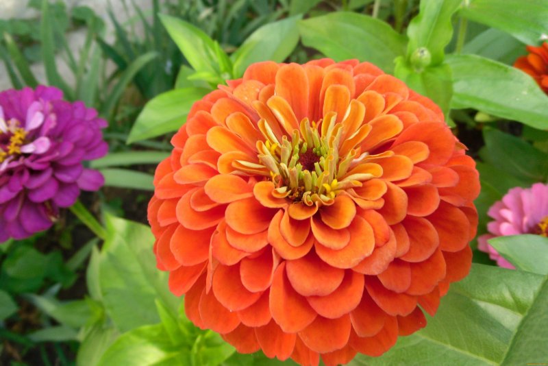 Цинния Zinnia