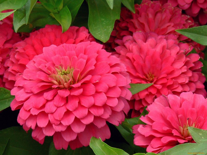 Цинния изящная (Zinnia elegans)