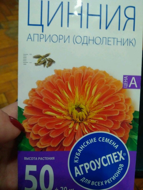 Оранжевая звезда (Orange Star) – апельсиновые циния