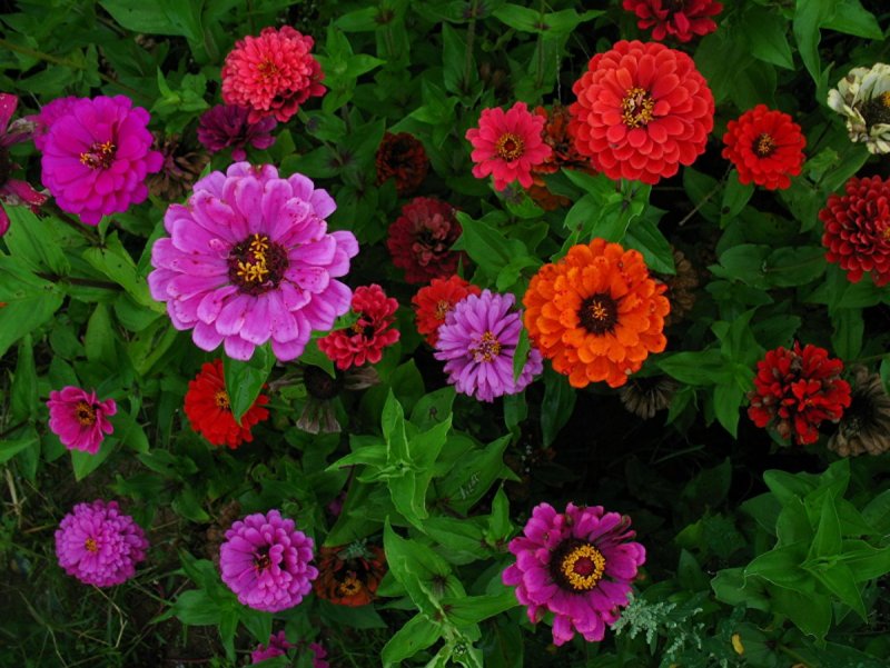 Цинния изящная (Zinnia elegans)