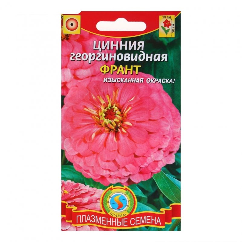 Цветок Zinnia