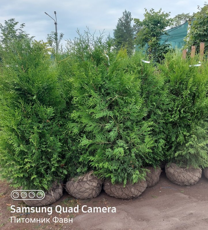 Туя Западная (Thuja occidentalis recurvata)