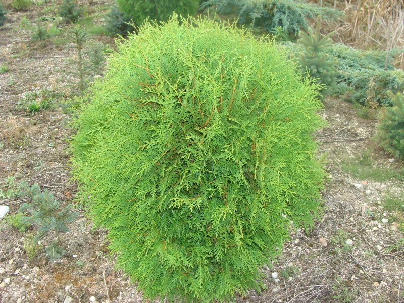 Туя Западная globosa Aurea