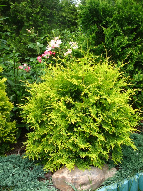 Сычуаньская туя (Thuja sutchuenensis)