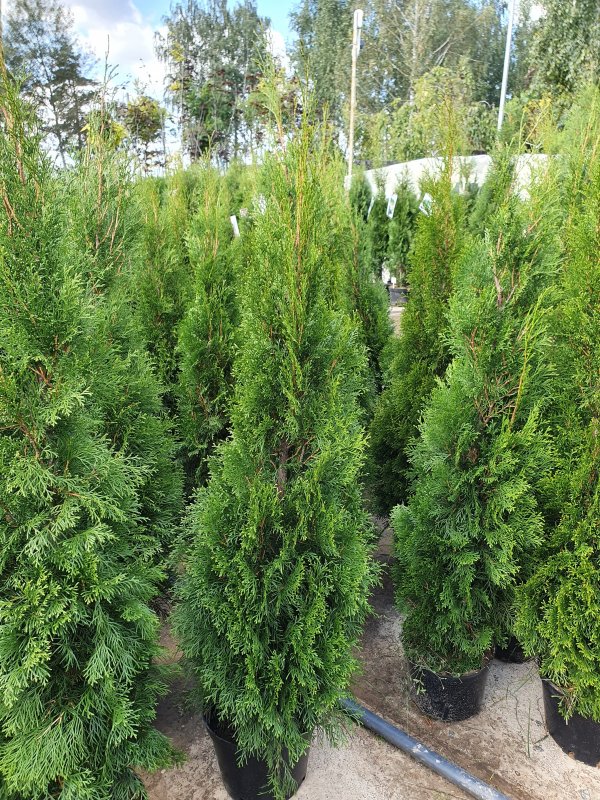 Туя Thuja plicata Goldy