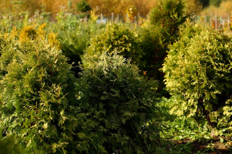 Thuja occidentalis (туя Западная) 'Mirjam