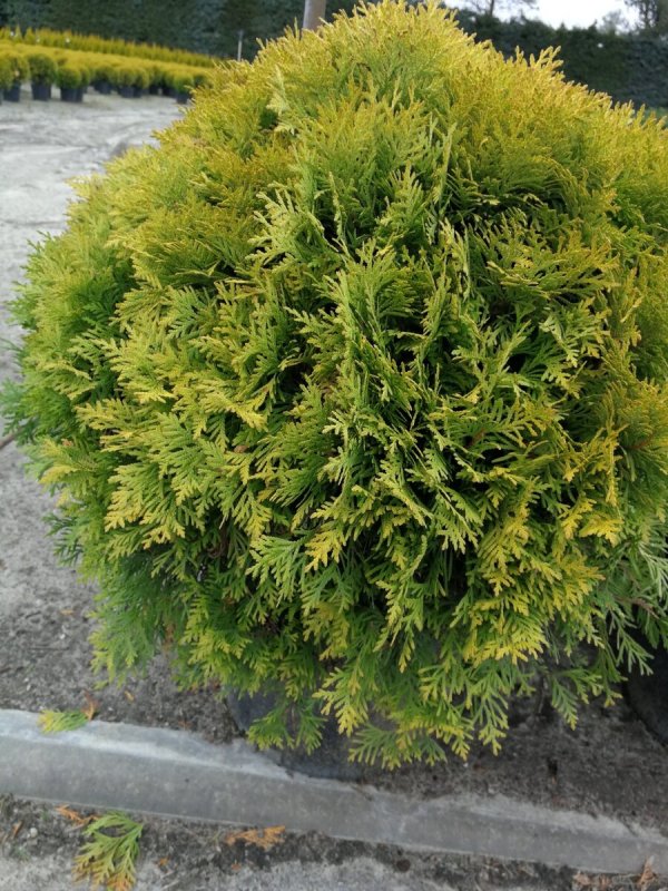 Туя Западная globosa
