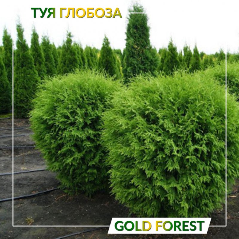 Туя Грюн Кугель