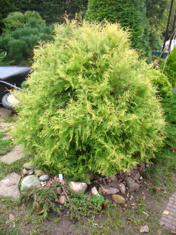 Туя Западная Груне Кугель