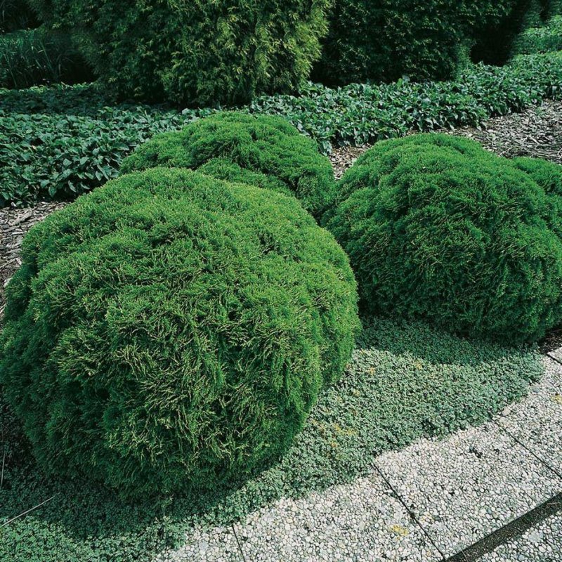 Туя Западная (сорт 'Grune Kugel')